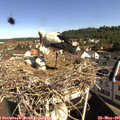 09_40-nest.jpg