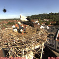 09_45-nest.jpg