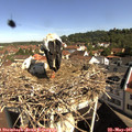 09_50-nest.jpg