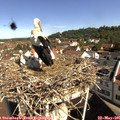 09_55-nest.jpg
