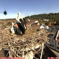 10_00-nest.jpg