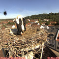 10_10-nest.jpg