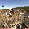 10_15-nest.jpg