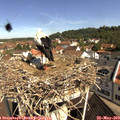 10_20-nest.jpg