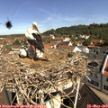 10_25-nest.jpg