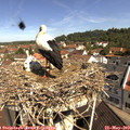 10_35-nest.jpg