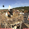 10_40-nest.jpg