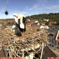 10_45-nest.jpg