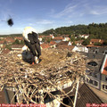 10_50-nest.jpg