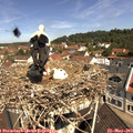 11_00-nest.jpg