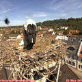 11_05-nest.jpg
