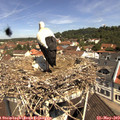 11_10-nest.jpg