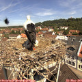 11_15-nest.jpg