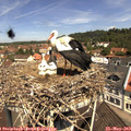 11_20-nest.jpg