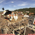 11_25-nest.jpg