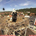 11_30-nest.jpg