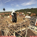 11_35-nest.jpg