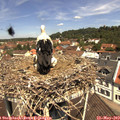 11_40-nest.jpg