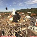 11_45-nest.jpg