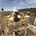 11_50-nest.jpg