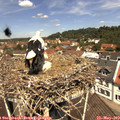 11_55-nest.jpg