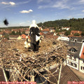 12_00-nest.jpg