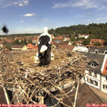 12_05-nest.jpg