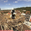 12_10-nest.jpg