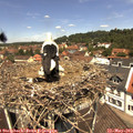 12_15-nest.jpg