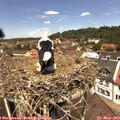 12_20-nest.jpg