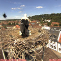 12_25-nest.jpg