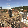 12_30-nest.jpg