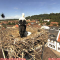 12_35-nest.jpg