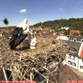 12_40-nest.jpg