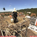 12_45-nest.jpg