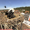 12_50-nest.jpg