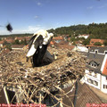 12_55-nest.jpg