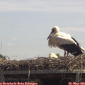 13_00-mast.jpg
