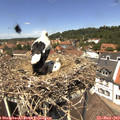 13_00-nest.jpg