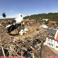 13_10-nest.jpg