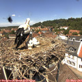 13_15-nest.jpg