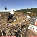 13_20-nest.jpg