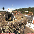 13_25-nest.jpg