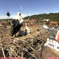 13_30-nest.jpg