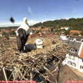 13_35-nest.jpg