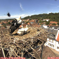 13_40-nest.jpg