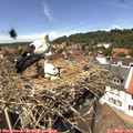 13_45-nest.jpg