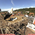 13_50-nest.jpg