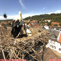 13_55-nest.jpg