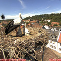 14_00-nest.jpg